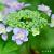 アジサイ ホノカ｜花の手帖のアジサイ図鑑