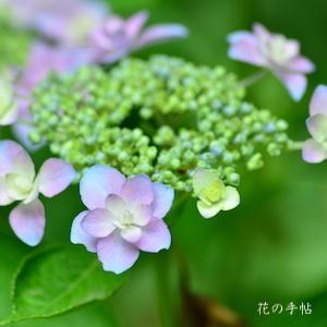 アジサイ　ホッピングサイダー（Hopping Cider）｜花の手帖の紫陽花図鑑
