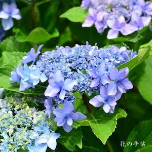 アジサイ　ホッピングサイダー（Hopping Cider）｜花の手帖の紫陽花図鑑