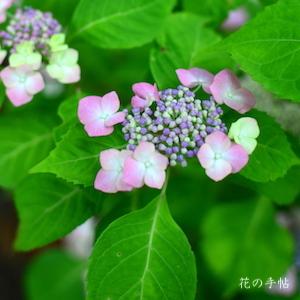 アジサイ　ホロヨイ（ほろ酔い）｜花の手帖の紫陽花図鑑