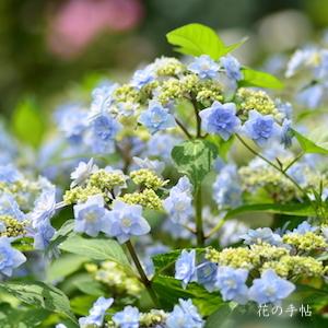 アジサイ　ホシハナビ（星花火）｜花の手帖の紫陽花図鑑