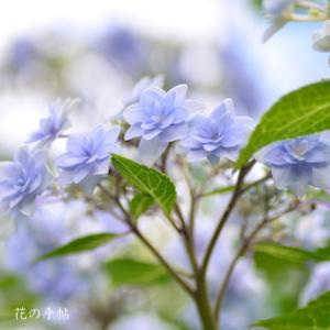 アジサイ　ホシハナビ（星花火）｜花の手帖の紫陽花図鑑