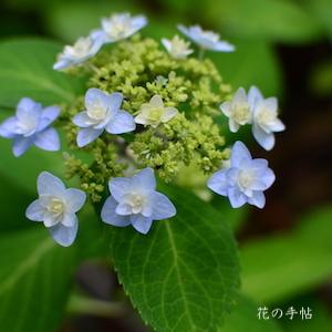 アジサイ　ホシハナビ（星花火）｜花の手帖の紫陽花図鑑
