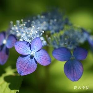 アジサイ　ヒュウガコンジョウ（日向紺青）｜花の手帖の紫陽花図鑑
