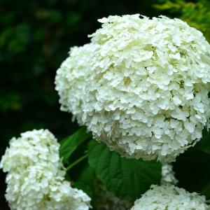 アジサイ　インクレディボール｜花の手帖の紫陽花図鑑