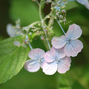 アジサイ　イリノシボリ｜花の手帖のweb紫陽花図鑑