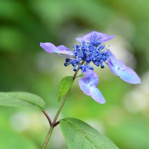 アジサイ　伊予丸｜花の手帖の紫陽花図鑑