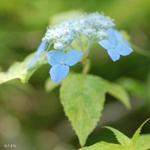 アジサイ　イヨニシキ（伊予錦） ｜花の手帖のweb紫陽花図鑑