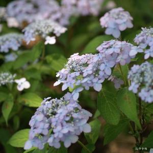 アジサイ　イヨニシキ（伊予錦） ｜花の手帖のweb紫陽花図鑑