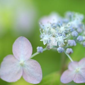 アジサイ　イヨノユウダチ（伊予の夕立）｜花の手帖のweb紫陽花図鑑