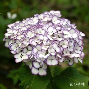 アジサイ　｜花の手帖の紫陽花図鑑