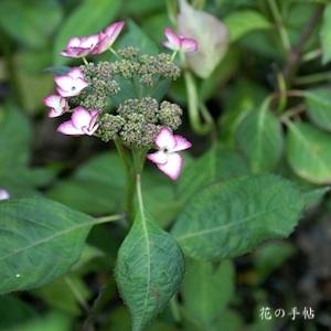 アジサイ　｜花の手帖の紫陽花図鑑