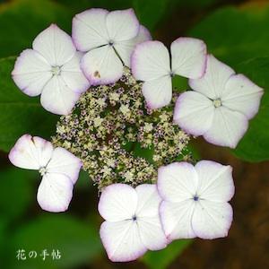 アジサイ　｜花の手帖の紫陽花図鑑