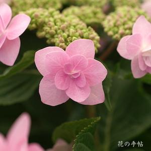 アジサイ　ジョウガサキ（城ヶ崎）｜花の手帖の紫陽花図鑑