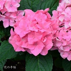 アジサイ　｜花の手帖の紫陽花図鑑