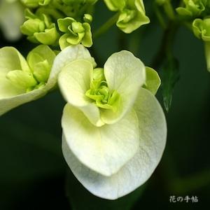 アジサイ　｜花の手帖の紫陽花図鑑