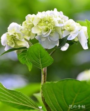 アジサイ　｜花の手帖の紫陽花図鑑