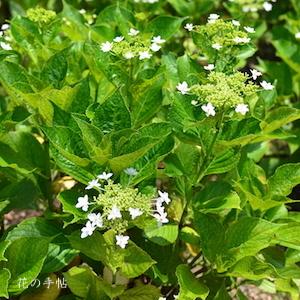 アジサイ　｜花の手帖の紫陽花図鑑
