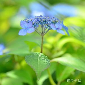 アジサイ　カイキョウ（海峡）｜花の手帖の紫陽花図鑑