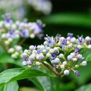 アジサイ　｜花の手帖の紫陽花図鑑
