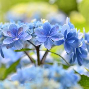 アジサイ　カスミ（佳澄）｜花の手帖の紫陽花図鑑