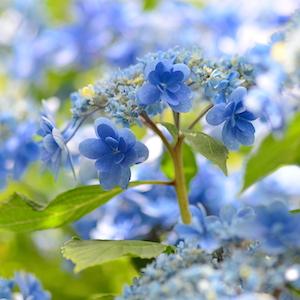 アジサイ　カスミ（佳澄）｜花の手帖の紫陽花図鑑