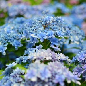 アジサイ　カスミ（佳澄）｜花の手帖の紫陽花図鑑