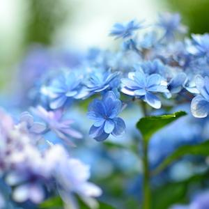 アジサイ　カスミ（佳澄）｜花の手帖の紫陽花図鑑