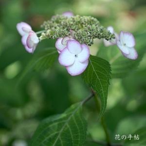 アジサイ　キヨスミサワ（清澄沢）｜花の手帖の紫陽花図鑑