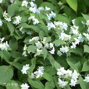 アジサイ　｜花の手帖の紫陽花図鑑