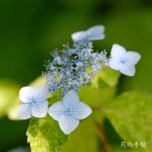 アジサイ　ココノエヤマ（九重山）｜花の手帖の紫陽花図鑑