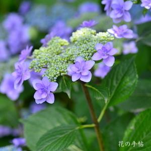 アジサイ　コマチ（小町）｜花の手帖の紫陽花図鑑