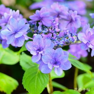 アジサイ　コマチ（小町）｜花の手帖の紫陽花図鑑