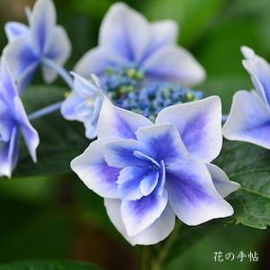アジサイ　こんぺいとう｜花の手帖の紫陽花図鑑