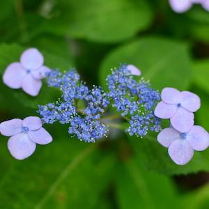 アジサイ　コウカンセツ（紅冠雪）｜花の手帖の紫陽花図鑑