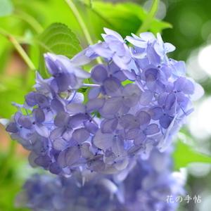 アジサイ　｜花の手帖の紫陽花図鑑
