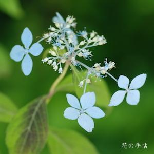 アジサイ　｜花の手帖の紫陽花図鑑