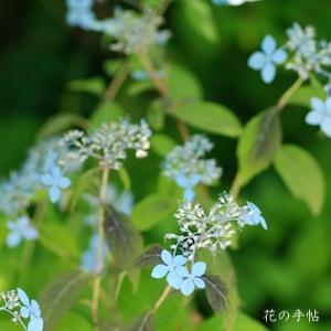 アジサイ　｜花の手帖の紫陽花図鑑