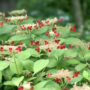 アジサイ　｜花の手帖の紫陽花図鑑