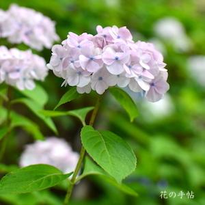 アジサイ　クリシマテマリ（栗島てまり）｜花の手帖の紫陽花図鑑