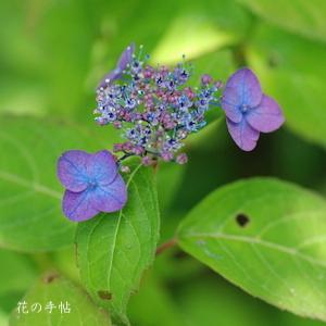 アジサイ　キョウノジョウシコウ（京之丈紫紅）｜花の手帖の紫陽花図鑑