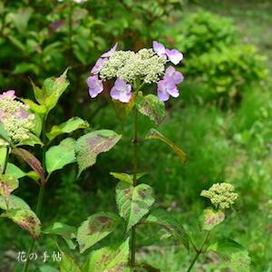 アジサイ　レディエツコ（Lady Etsuko）｜花の手帖のweb紫陽花図鑑