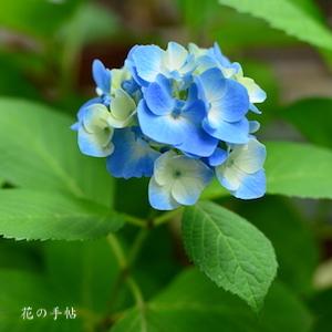 アジサイ　ラピスラズリ｜花の手帖のweb紫陽花図鑑