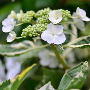 アジサイ　レモンウェーブ（Lemon Wave）｜花の手帖のweb紫陽花図鑑