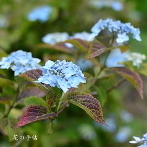 アジサイ　リラキナ（Lilacina）｜花の手帖の紫陽花図鑑