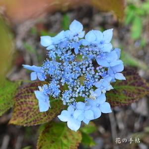 アジサイ　リラキナ｜花の手帖の紫陽花図鑑