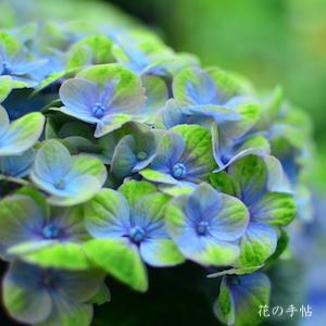 アジサイ　マジカル コーラル（Magical Coral）｜花の手帖の紫陽花図鑑