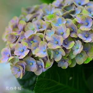 アジサイ　マジカル コーラル（Magical Coral）｜花の手帖の紫陽花図鑑
