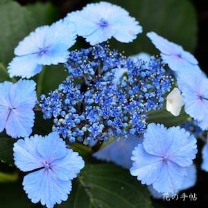アジサイ　マジカルプリンセス（Magical Princess）｜花の手帖の紫陽花図鑑