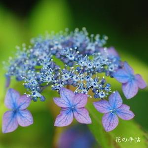 アジサイ　｜花の手帖の紫陽花図鑑
